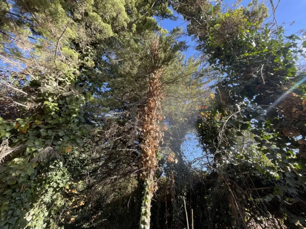 Lote de 1.400 m² en Vistalba, foto 5