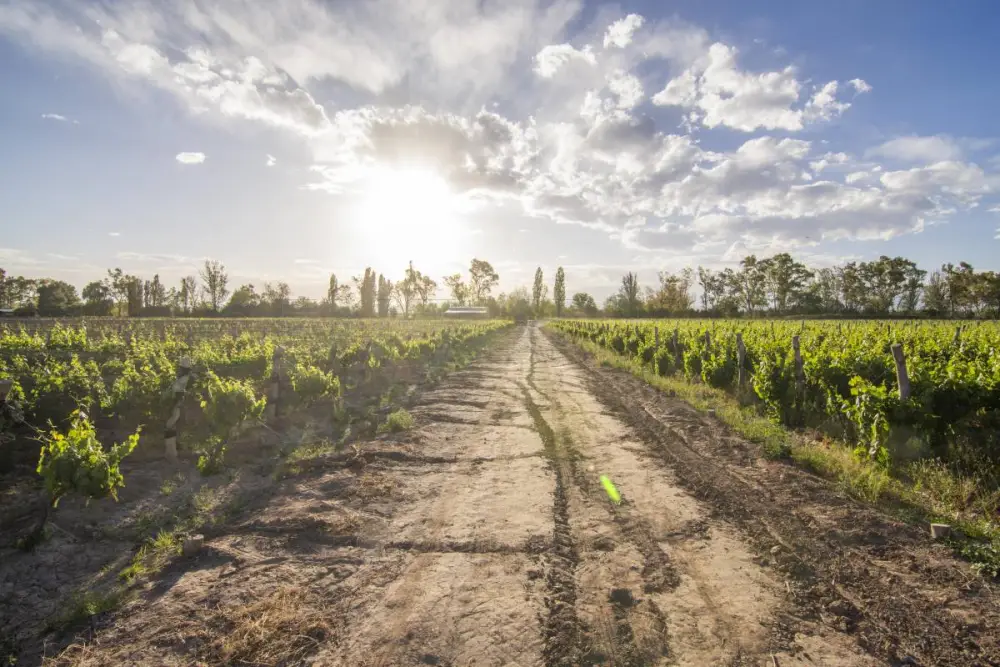 Campo de 30,0 ha en Luján de Cuyo, foto 2