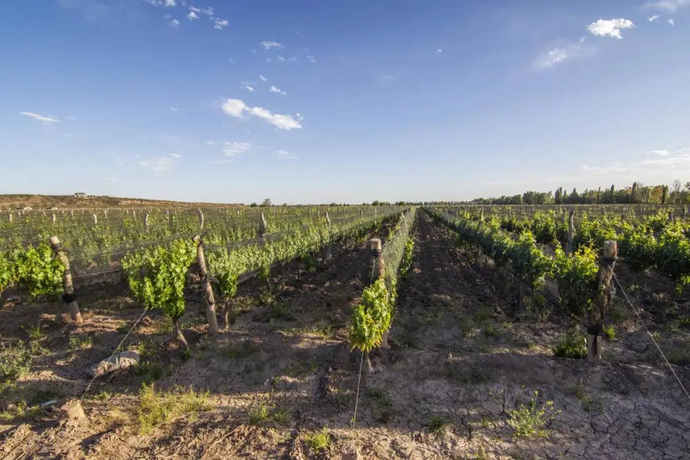Campo de 30,0 ha en Luján de Cuyo, foto 3