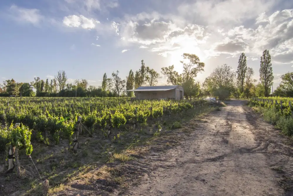 Campo de 30,0 ha en Luján de Cuyo, foto 4