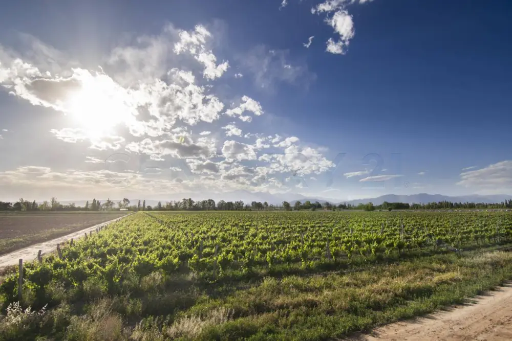 Campo de 30,0 ha en Luján de Cuyo, foto 5