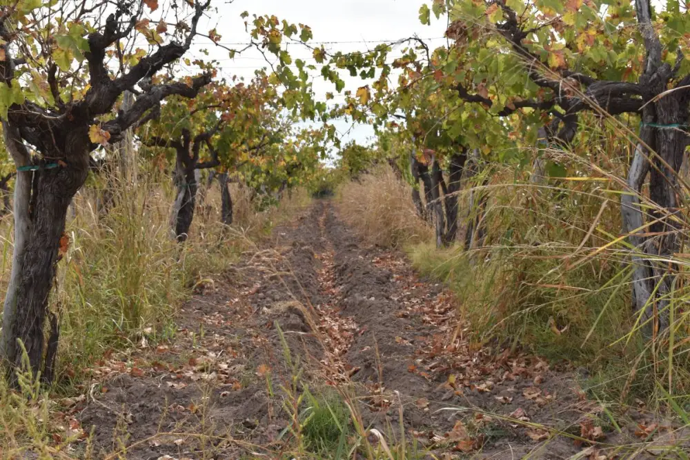 Campo de 10,0 ha en General San Martín, foto 5