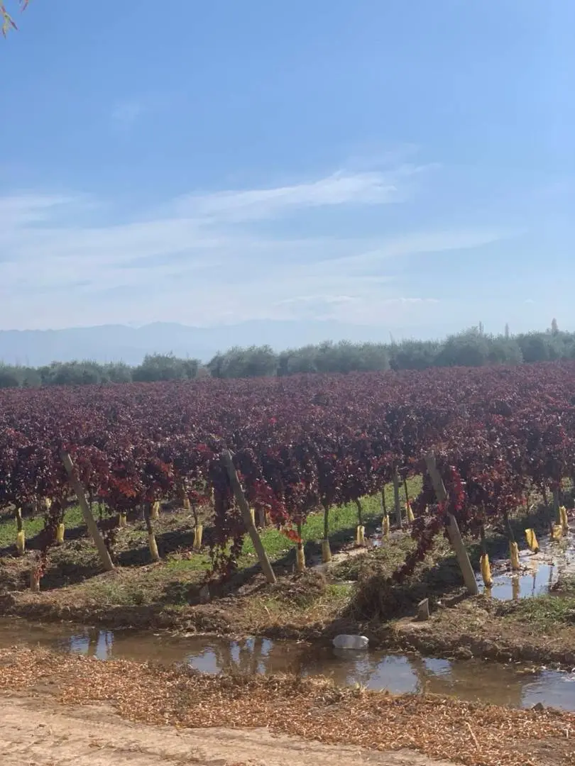 Campo de 30,0 ha en Lavalle, foto 3