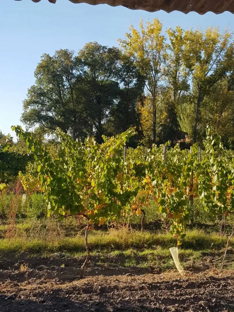 Quinta de 6 dormitorios en Tunuyán, foto 4