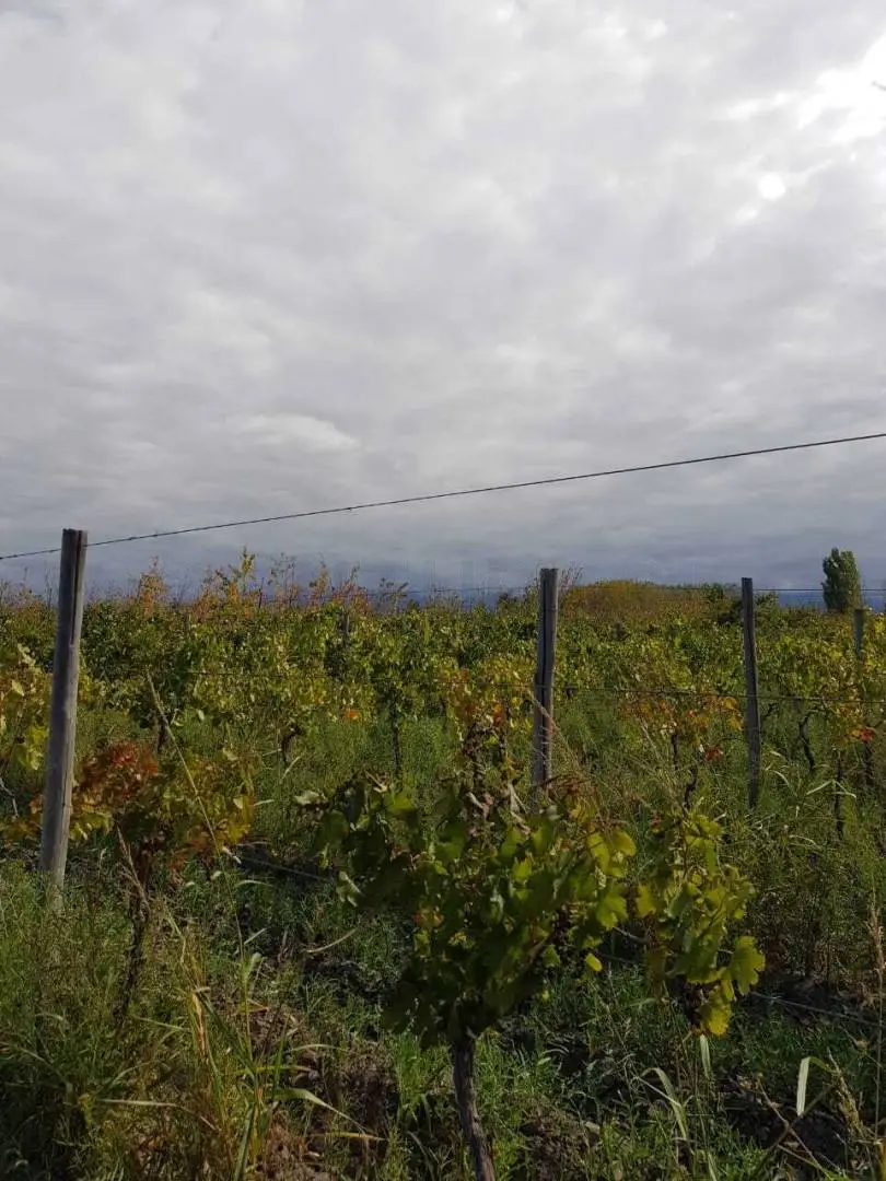 Quinta de 6 dormitorios en Tunuyán, foto 5