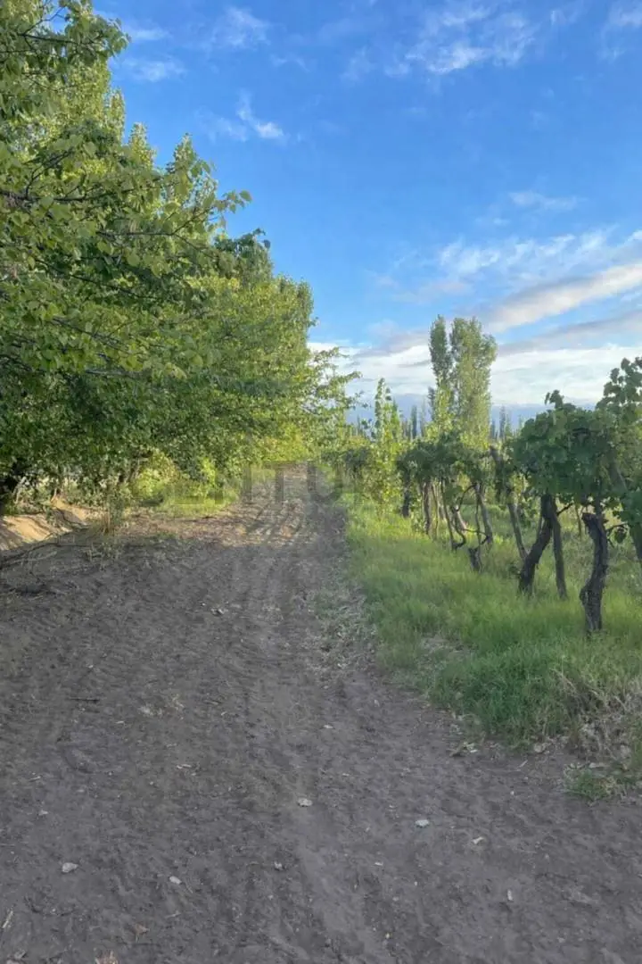 Quinta de 3 dormitorios en General Alvear, foto 5