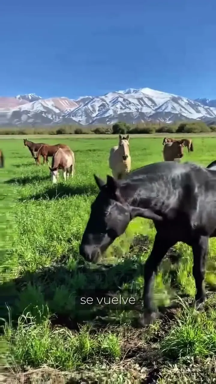 Caballos frente a la cordillera en una propiedad de montaña