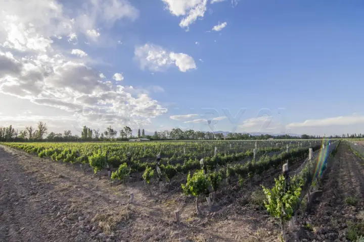 Campo de 30,0 ha en Luján de Cuyo, foto 1