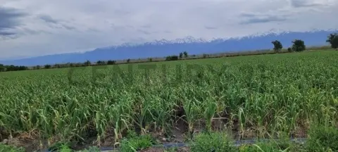 Quinta de 2 dormitorios en Tupungato