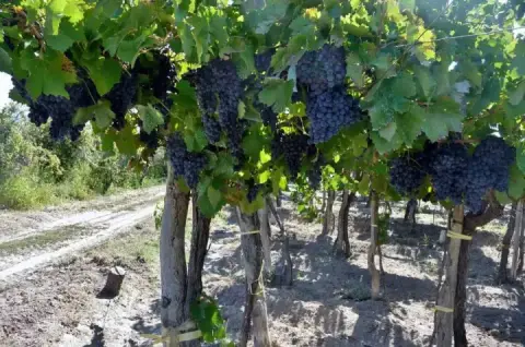 Campo de 24,0 ha en San Martín