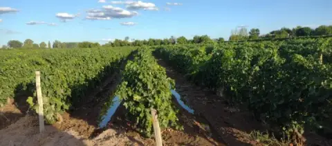 Campo de 13,0 ha en San Martín